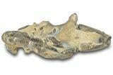 Fossil Mud Lobster (Thalassina) - Gunn Poin, Australia #307733-1